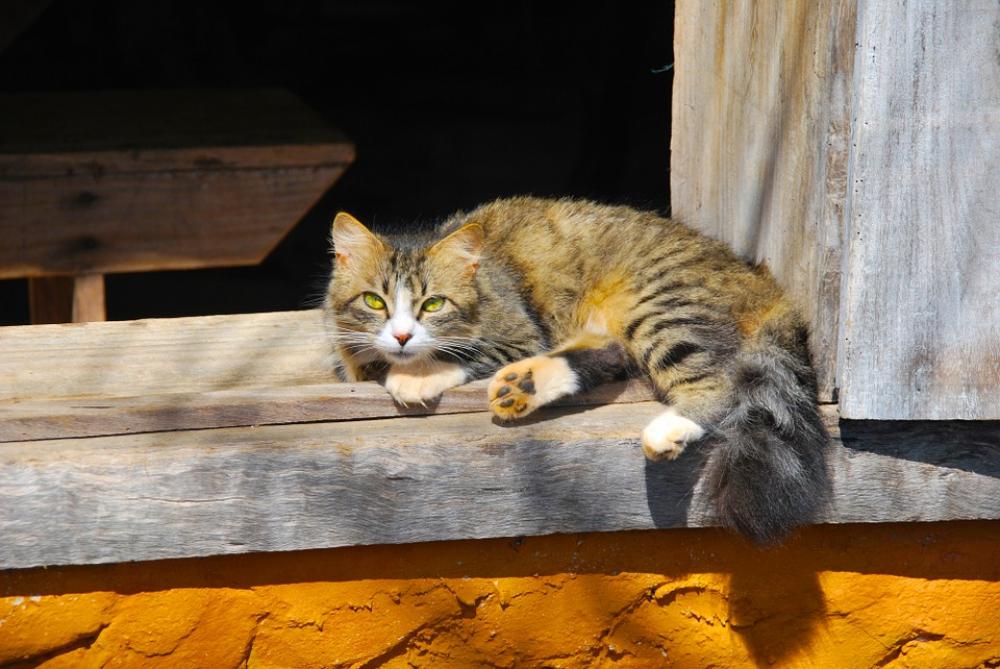 Animals Cat Observation Animals Cat Observation