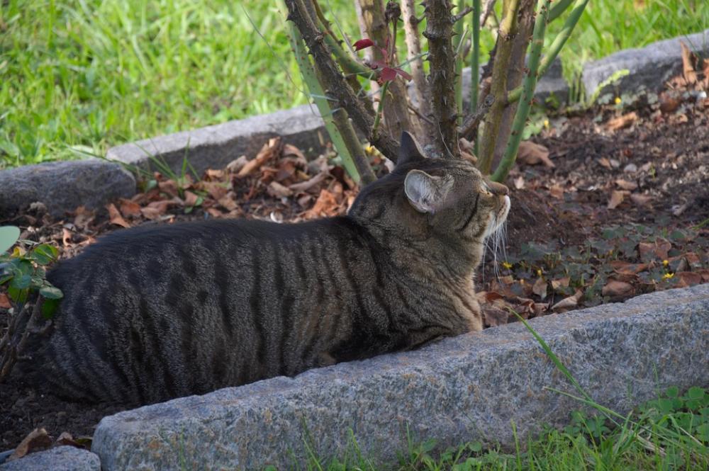 Animals Cat Mackerel Concerns Cozy Garden Animals Cat Mackerel Concerns Cozy Garden