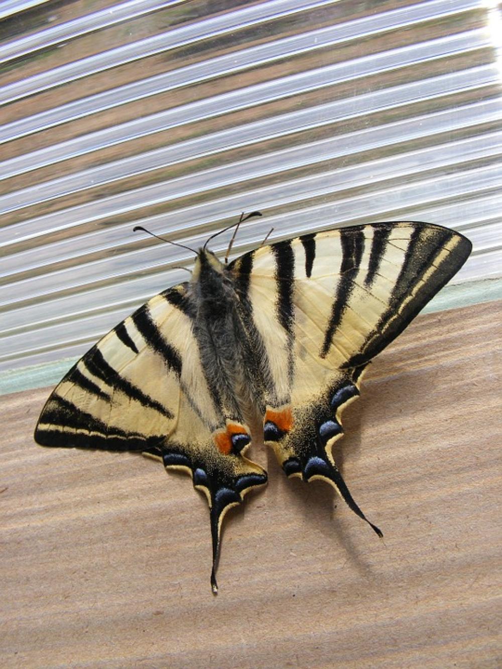 Animals Wildlife Insects Butterflies Iphiclides Animals Wildlife Insects Butterflies Iphiclides