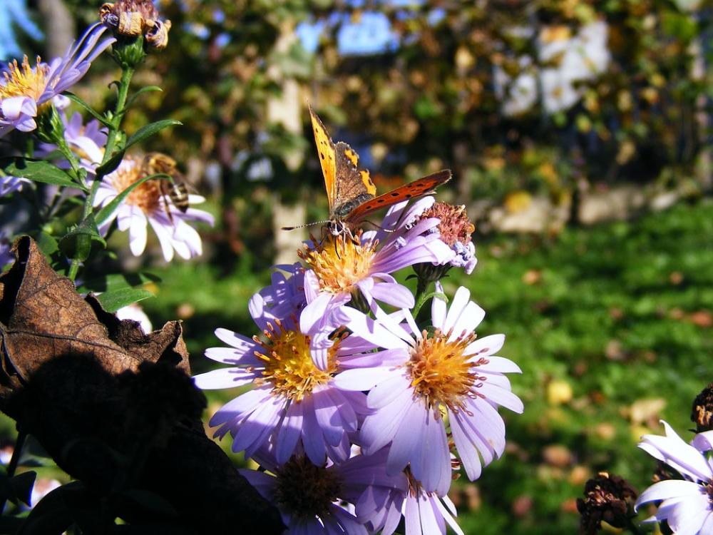 Animals Wildlife Insects Butterflies Multi-Colored Animals Wildlife Insects Butterflies Multi-Colored