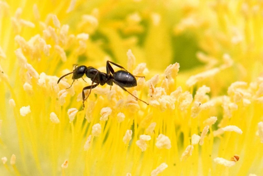 Ant Yellow Flower Close-Up Ant Yellow Flower Close-Up