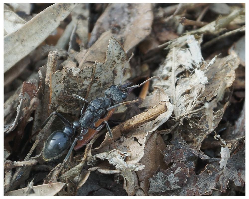 Ant Myrmecia Myrmecia Pyriformis Deadly Soldier Ant Myrmecia Myrmecia Pyriformis Deadly Soldier