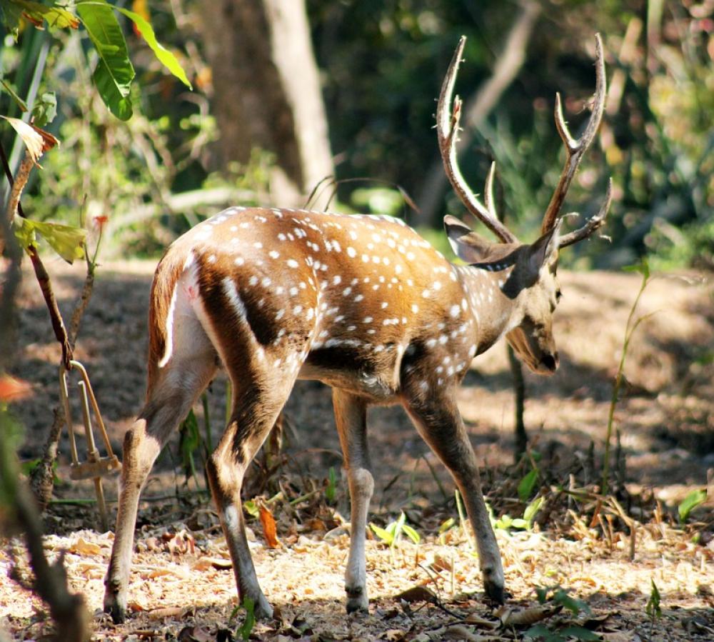 Antler Deer Animal Wildlife Nature Mammal Stag Antler Deer Animal Wildlife Nature Mammal Stag