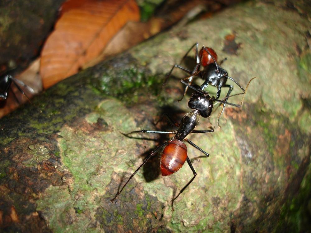 Ants Insects Borneo Brown Nature Creature Ants Insects Borneo Brown Nature Creature