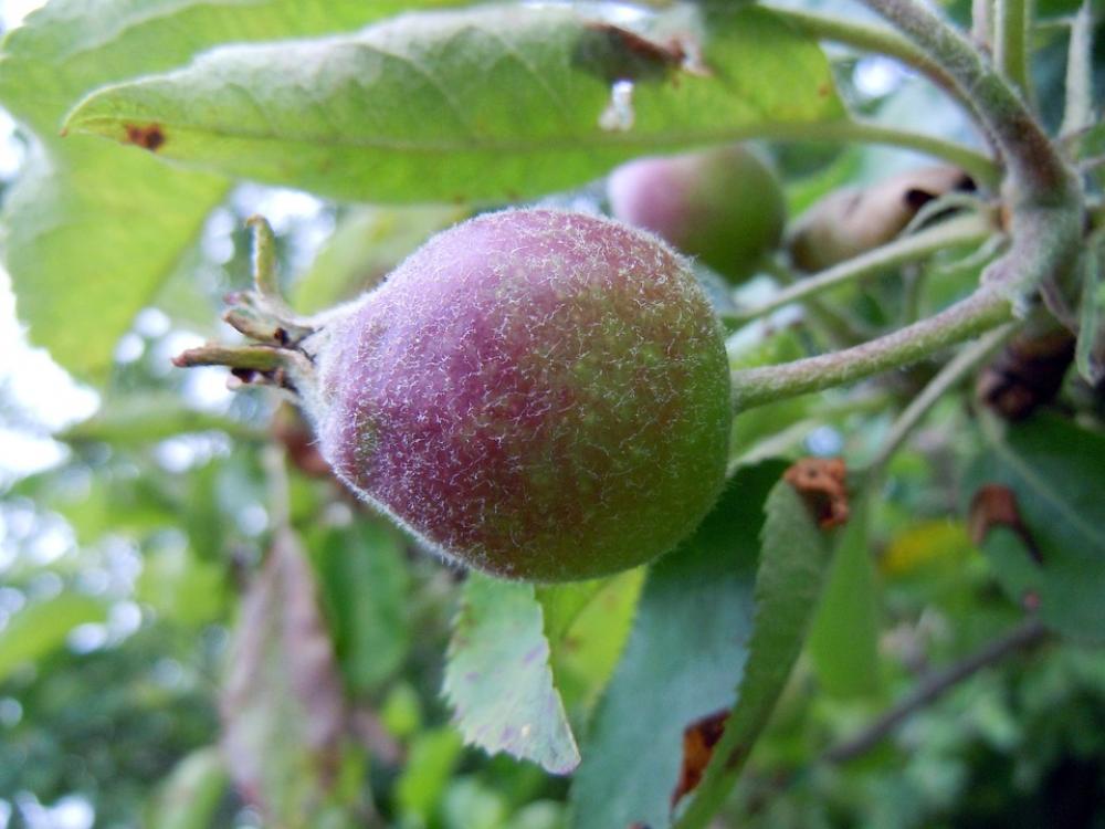 Apple Apple Tree Close Up Apple Apple Tree Close Up