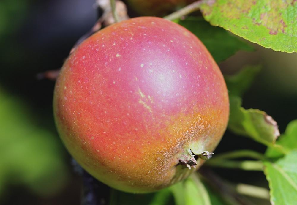 Apple Fruit Healthy Red Sweet Ripe Food Health Apple Fruit Healthy Red Sweet Ripe Food Health