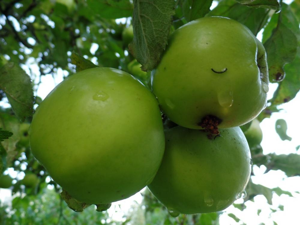 Apple Apple Tree Green Kernobstgewaechs Close Up Apple Apple Tree Green Kernobstgewaechs Close Up