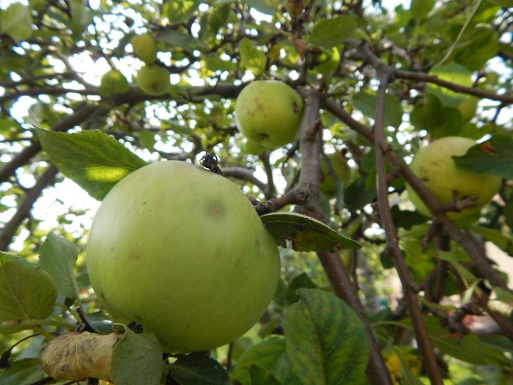 Apple Fruit Tree Pallet Pulpwood Apple Fruit Tree Pallet Pulpwood