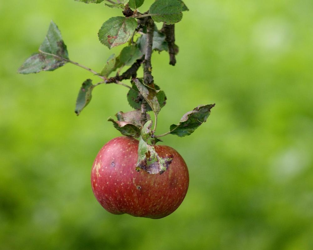 Apple Fruit Green Ripe Food Apple Tree Red Apple Fruit Green Ripe Food Apple Tree Red