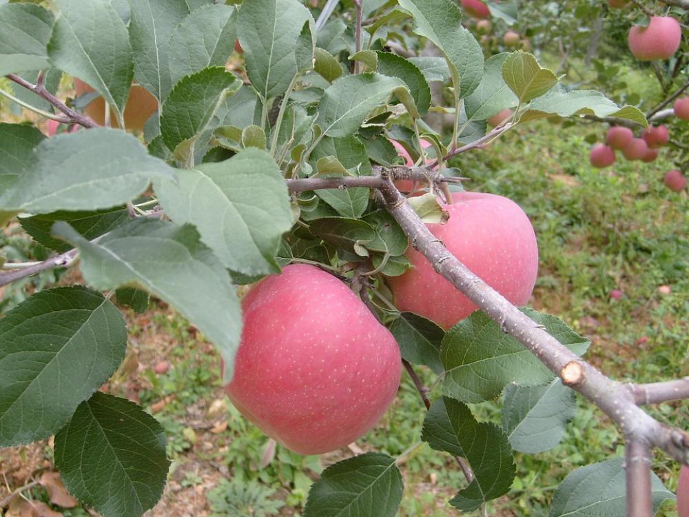 Apple Orchard Autumn Apple Orchard Autumn