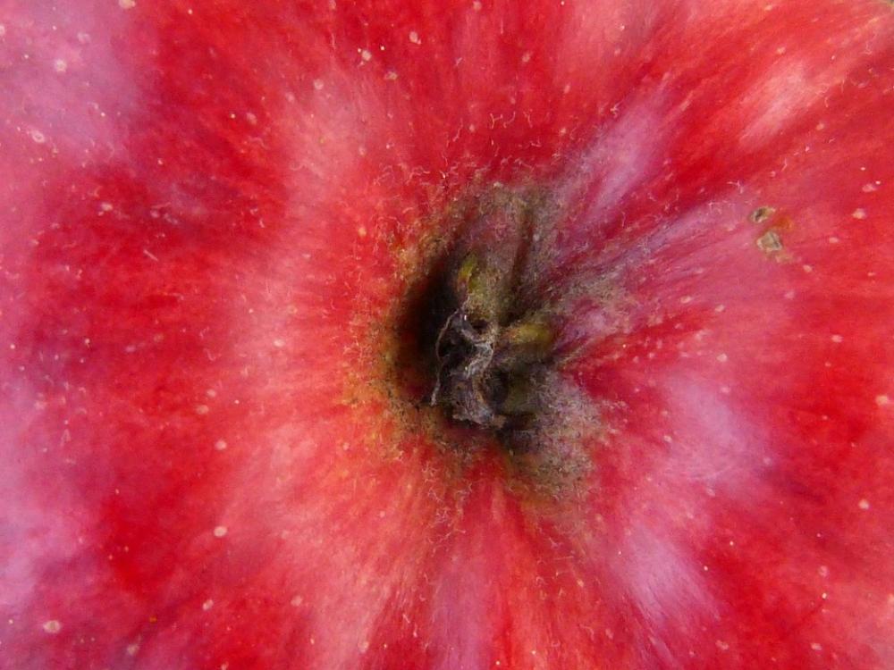 Apple Fruit Red Macro Nature Plant Eat Healthy Apple Fruit Red Macro Nature Plant Eat Healthy