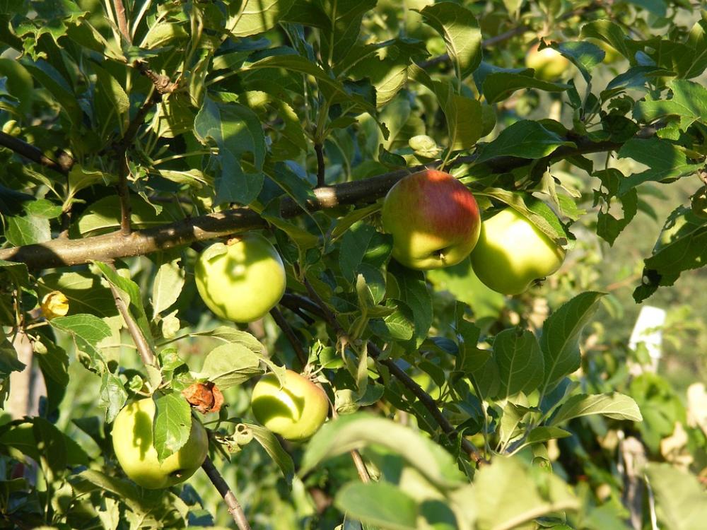 Apple Apples Green Light Sunny Tree Fruit Apple Apples Green Light Sunny Tree Fruit