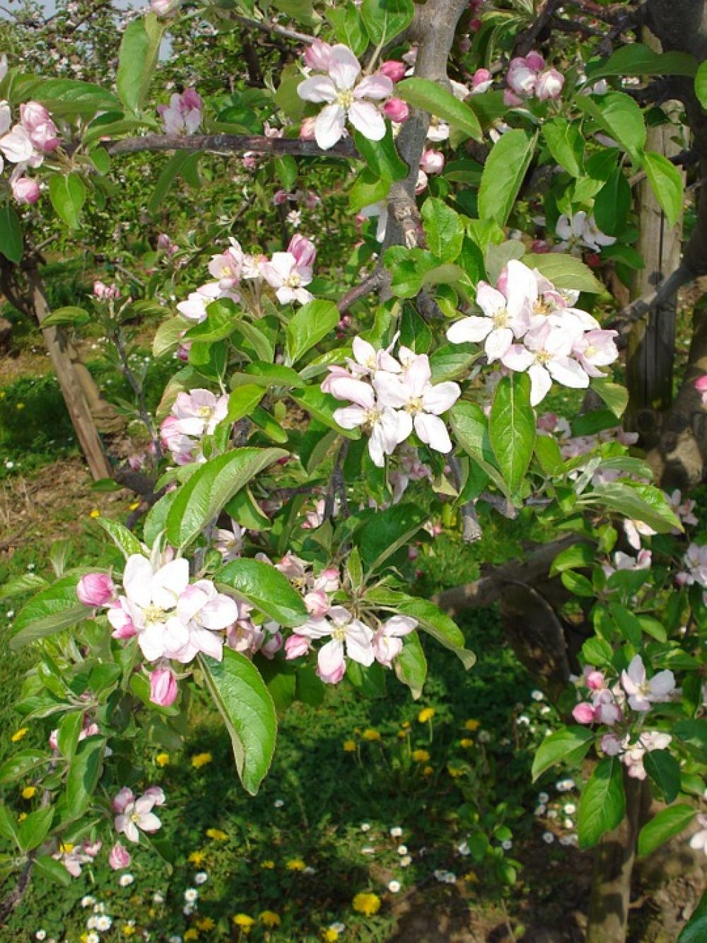 Apple Blossom Apple Tree Blossom Bloom White Pink Apple Blossom Apple Tree Blossom Bloom White Pink