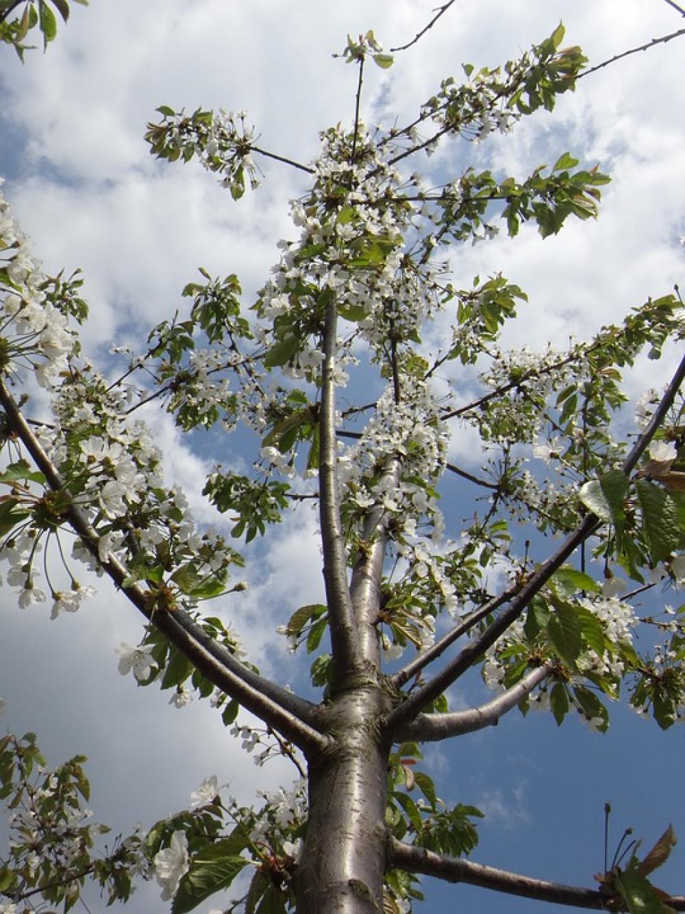 Apple Blossom Blossom Bloom Spring Nature Tree Apple Blossom Blossom Bloom Spring Nature Tree