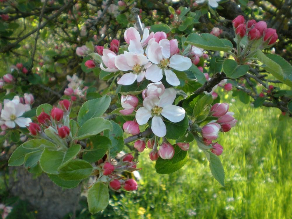 Apple Blossom Blossom Bloom White Pink Branch Apple Blossom Blossom Bloom White Pink Branch