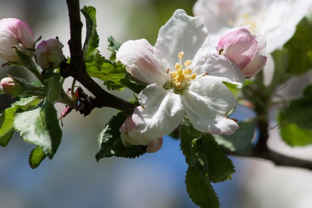 Apple Blossom Bloom Flowers Spring Lenz One Apple Blossom Bloom Flowers Spring Lenz One