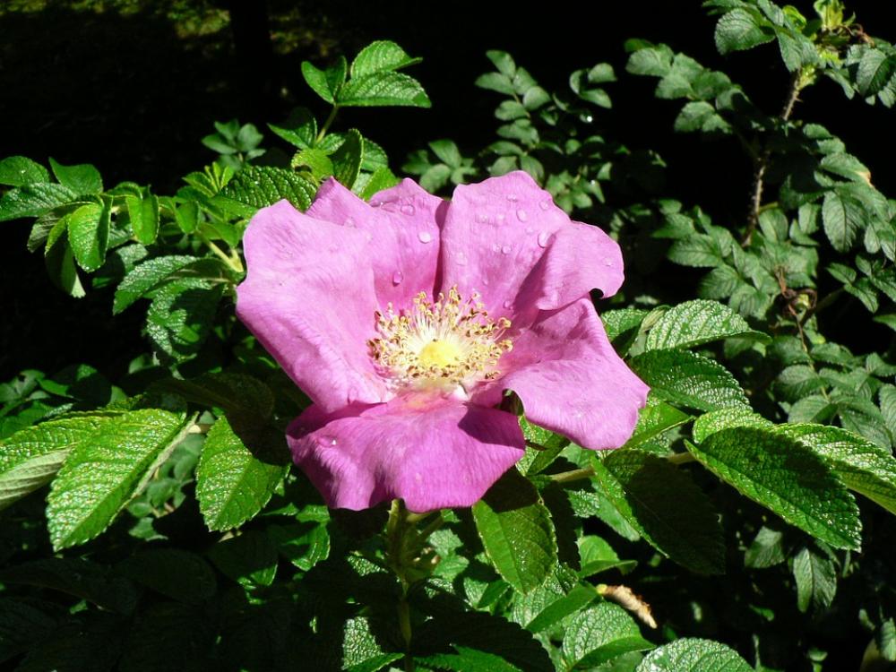 Apple Rose Flower Rose Blossom Bloom Raindrop Apple Rose Flower Rose Blossom Bloom Raindrop