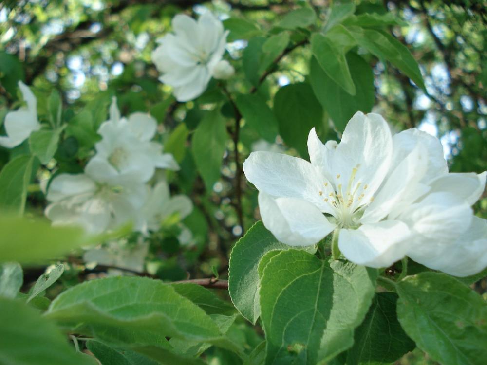 Apple Tree Flowering Tree Spring Flower Apple Tree Flowering Tree Spring Flower