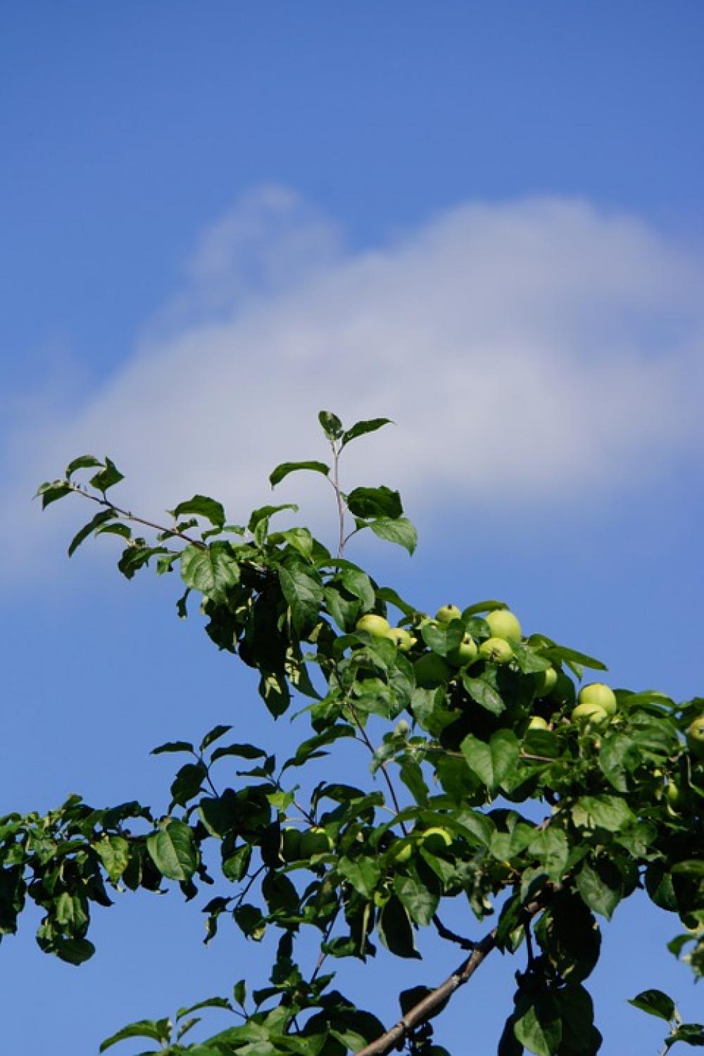 Apple Tree Fruit Apple Ripening Apple Apple Tree Fruit Apple Ripening Apple