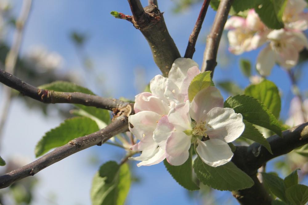 Apple Tree Apple Blossom Tree Flower Branch Garden Apple Tree Apple Blossom Tree Flower Branch Garden
