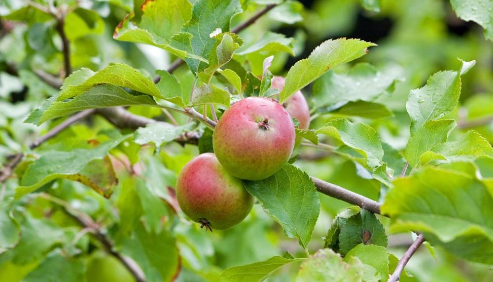 Apples Apple Fresh Tree Fruit Food Photo Image Apples Apple Fresh Tree Fruit Food Photo Image