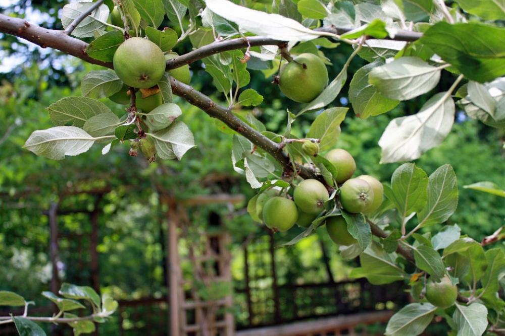 Apples Branch Apple Tree Fruit Green Bough Apples Branch Apple Tree Fruit Green Bough