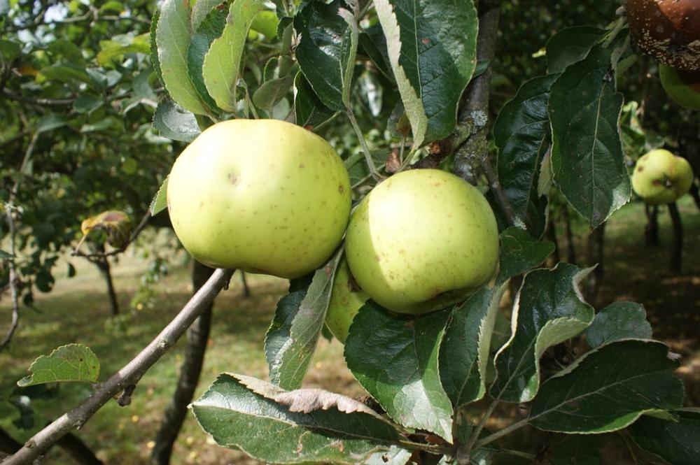 Apples Garden Orchard Nature Tree Apples Garden Orchard Nature Tree
