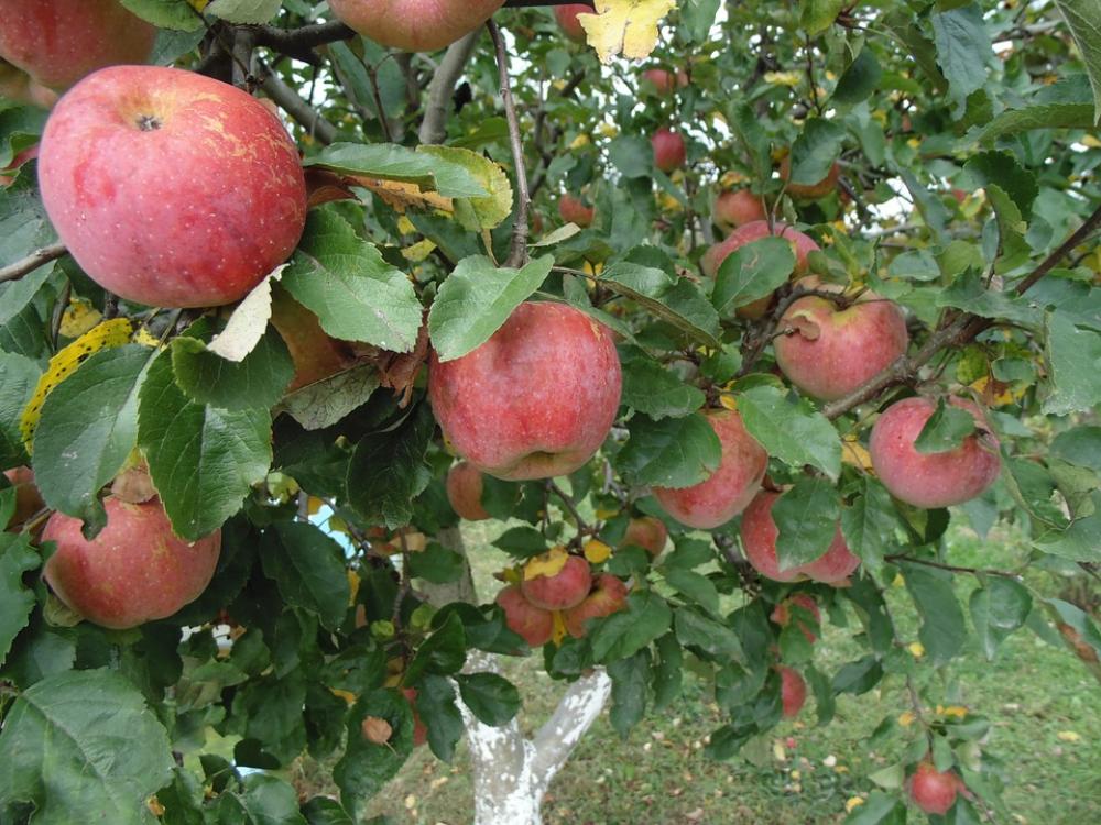 Apples Autumn Fruit Healthy Garden Apple Tree Apples Autumn Fruit Healthy Garden Apple Tree