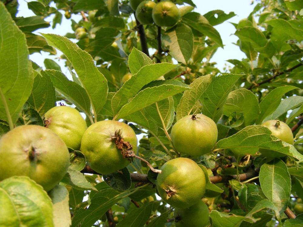 Apples Branch Green Leaves Fruit Health Apples Branch Green Leaves Fruit Health