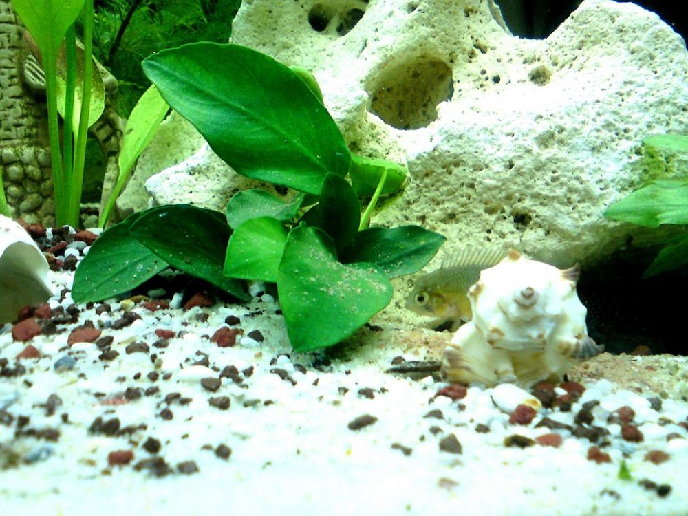 Aquarium Fish Perch Cichlid Aquarium Fish Perch Cichlid