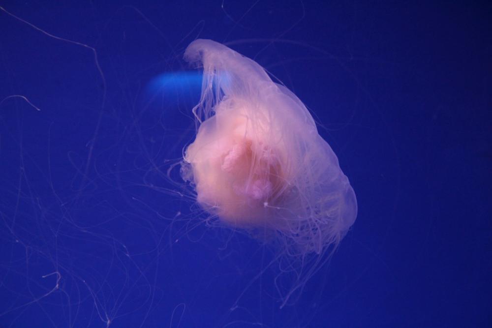 Aquarium Jellyfish Sea Aquarium Jellyfish Sea