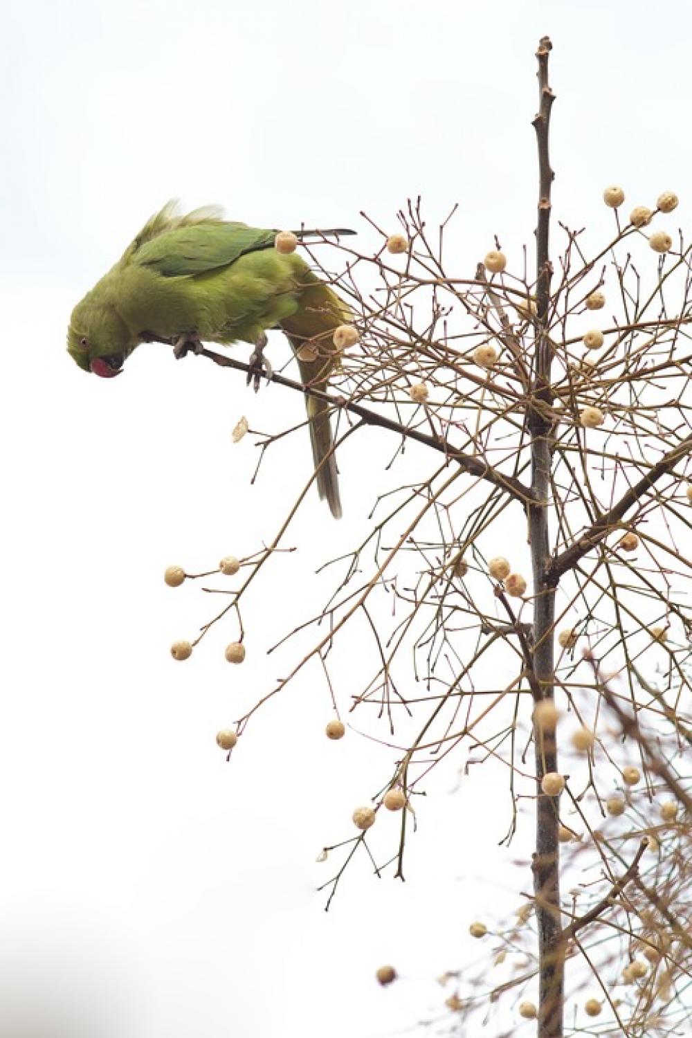Ara Parrot Bird Branch Tree Green Animal Nature Ara Parrot Bird Branch Tree Green Animal Nature