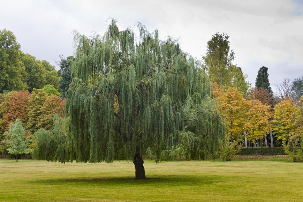 Aranjuez Madrid Spain Unesco Landscape Aranjuez Madrid Spain Unesco Landscape
