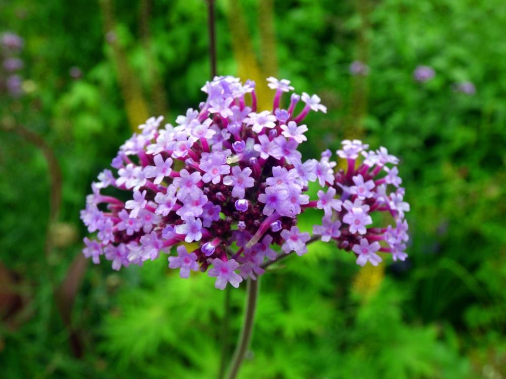 Argentine Vervain Blossom Bloom Verbena Flower Argentine Vervain Blossom Bloom Verbena Flower