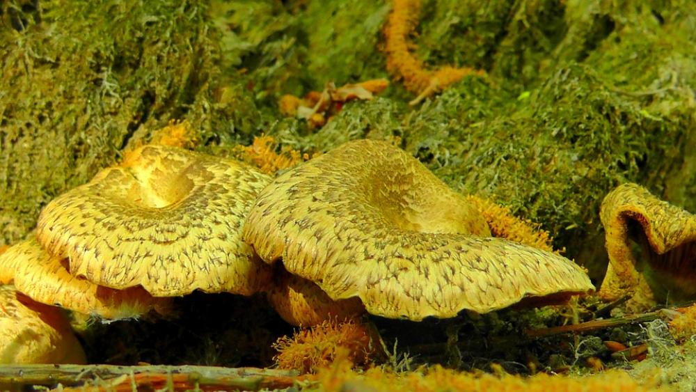 Armillaria Mellea Mushrooms Armillaria Solidipes Armillaria Mellea Mushrooms Armillaria Solidipes