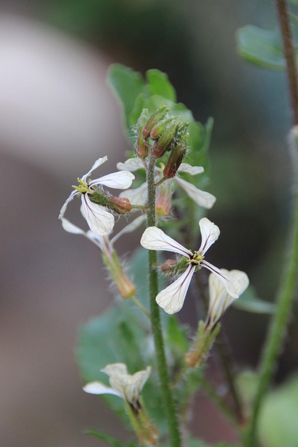 Arugula Flowers Arugula Flowers Brassicaceae Salad Arugula Flowers Arugula Flowers Brassicaceae Salad