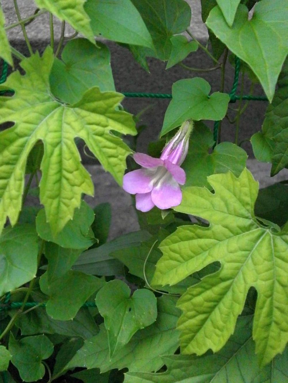 Asarina ツタバキリカズラ ツルキンギョソウ Scrophulariaceae Asarina ツタバキリカズラ ツルキンギョソウ Scrophulariaceae