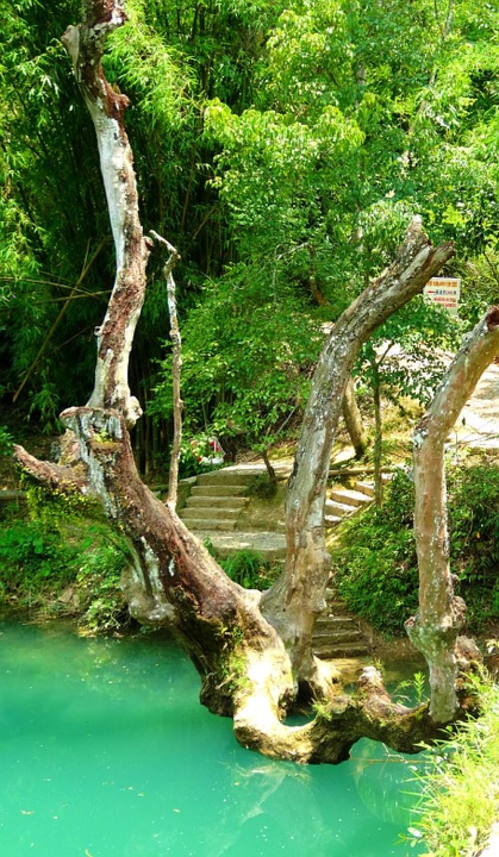 Asia China Libo Dead Tree In Water River Asia China Libo Dead Tree In Water River