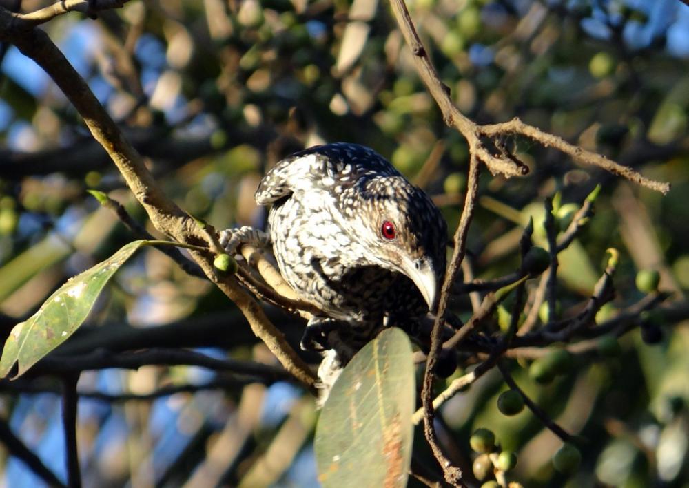 Asian Koel Eudynamys Scolopaceus Female Fig Tree Asian Koel Eudynamys Scolopaceus Female Fig Tree