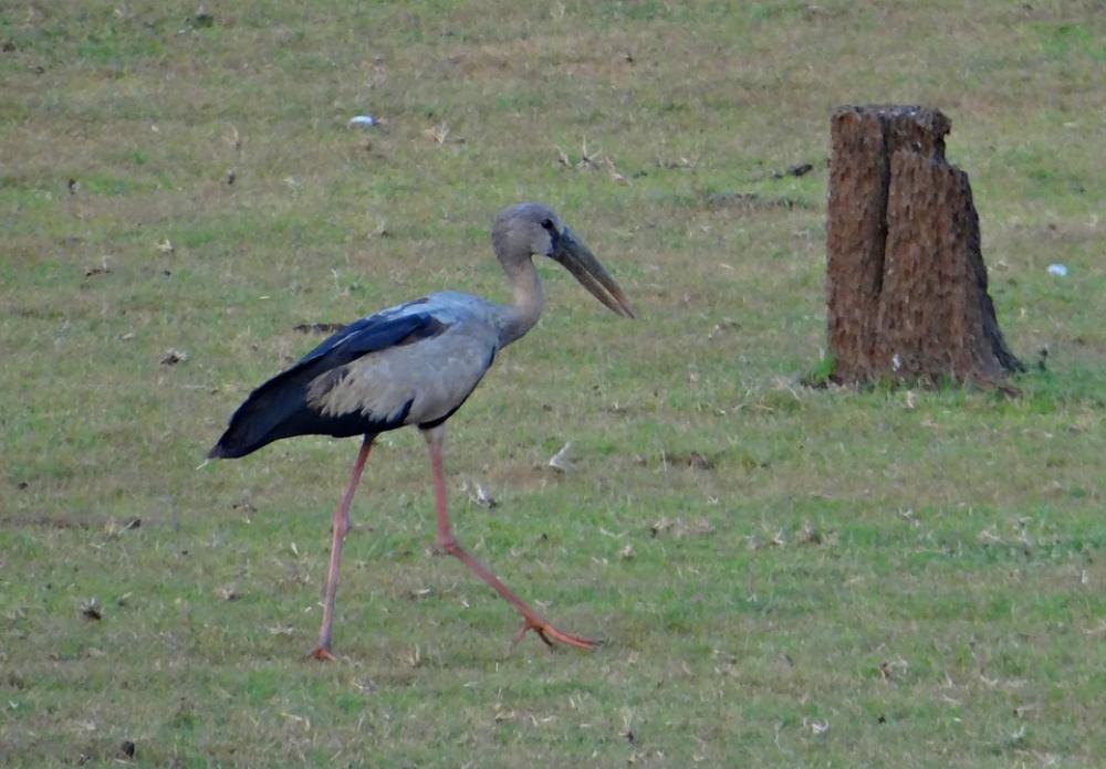 Asian Open Bill Stork Openbill Stork Bird Wader Asian Open Bill Stork Openbill Stork Bird Wader