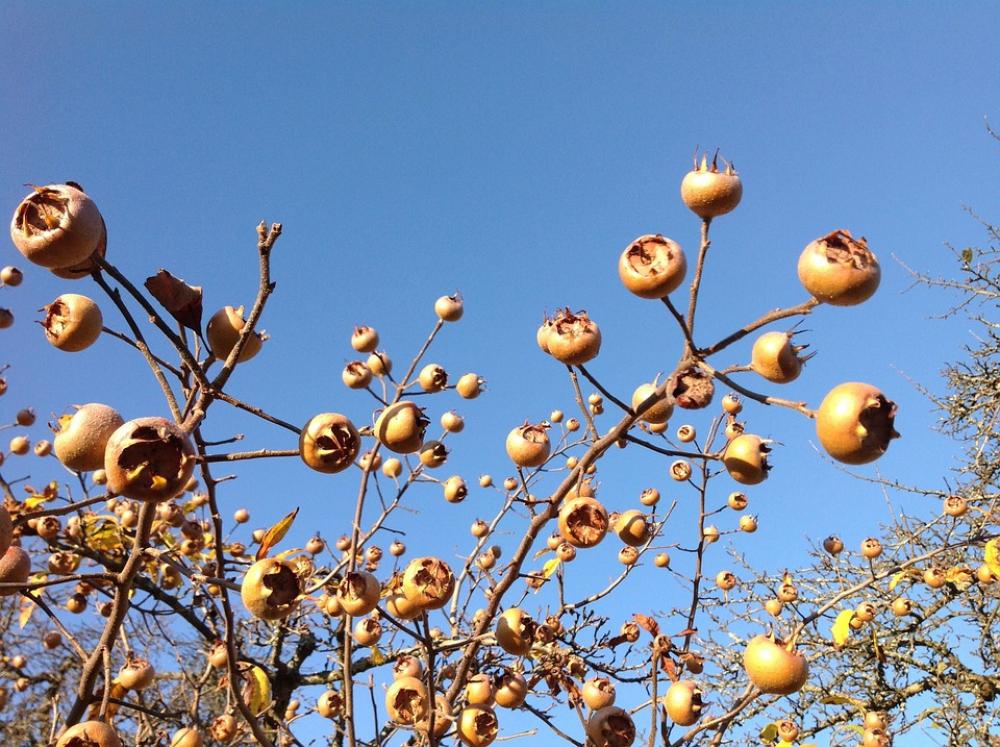 Asperln Autumn Fruits Nature Harvest Yellow Brown Asperln Autumn Fruits Nature Harvest Yellow Brown
