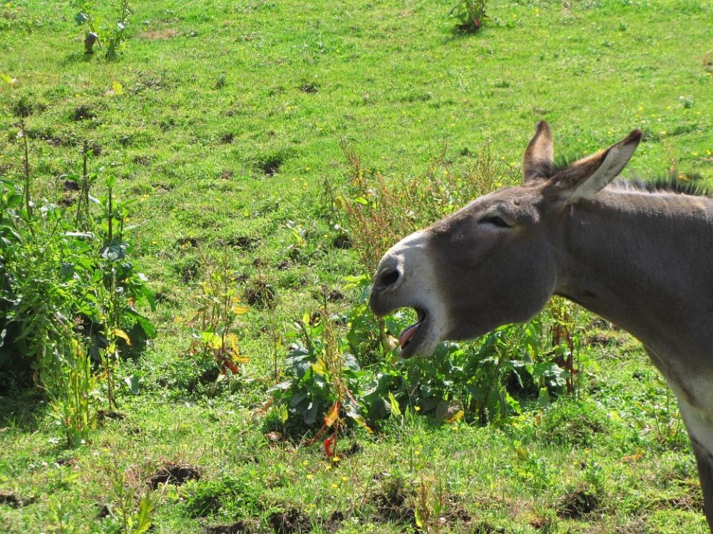 Ass Animal Jackass Donkey Horse Horses Meadow Ass Animal Jackass Donkey Horse Horses Meadow