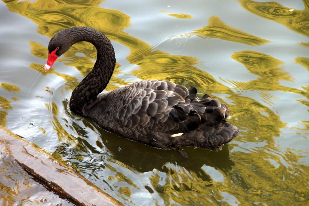 Atratus Black Cygnus Lake Swan Swimming Water Atratus Black Cygnus Lake Swan Swimming Water