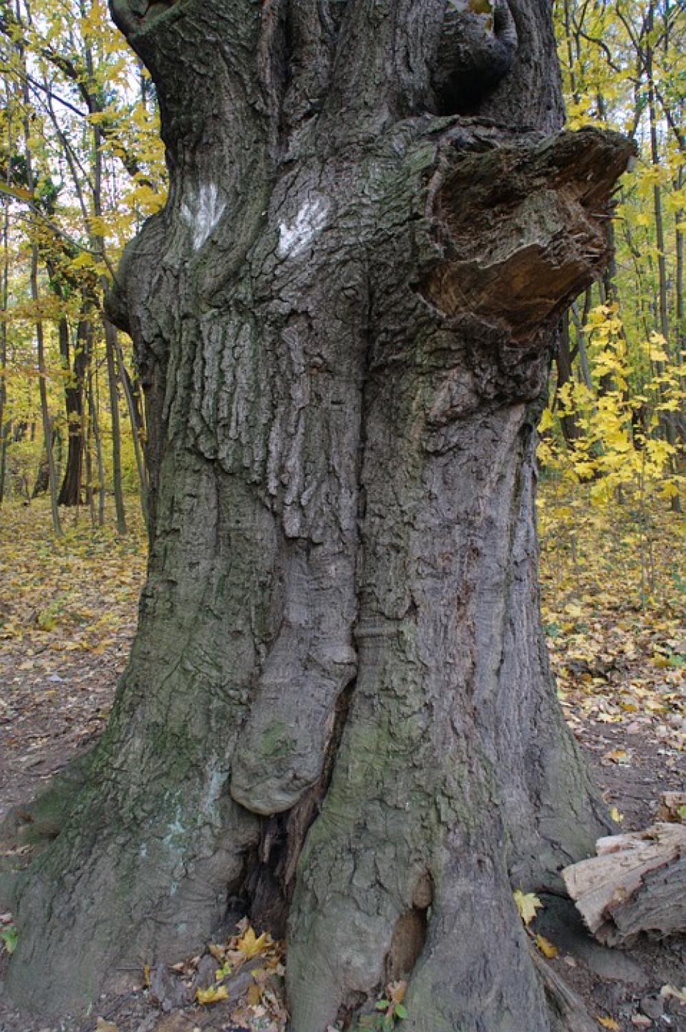 Autumn Log Root Leaves Tree Root Nature Autumn Log Root Leaves Tree Root Nature