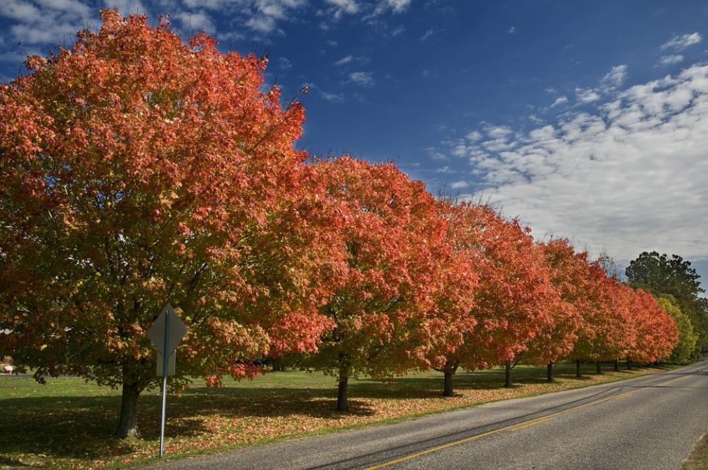 Autumn Trees Street Sky Road Perspective Red Autumn Trees Street Sky Road Perspective Red