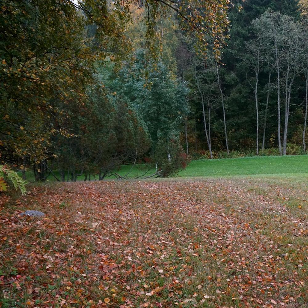 Autumn Fallen Leaves Landscape Autumn Fallen Leaves Landscape