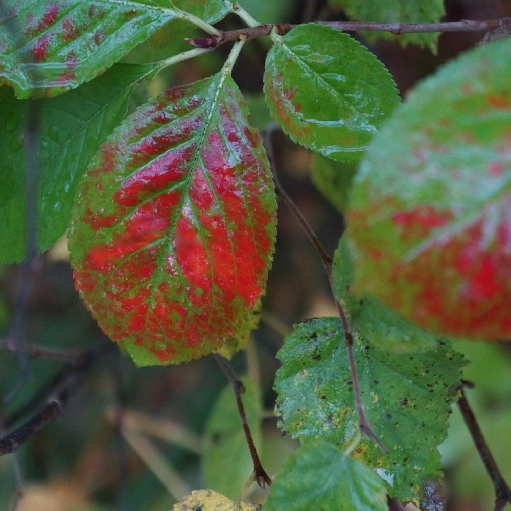 Autumn Riot Of Color Natural Art Colorful Leaf Red Autumn Riot Of Color Natural Art Colorful Leaf Red
