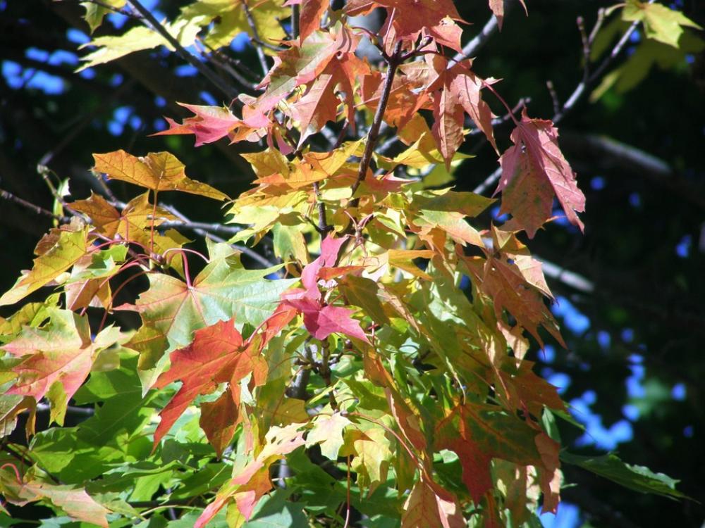 Autumn Autumn Colors Foliage Nature Autumn Autumn Colors Foliage Nature