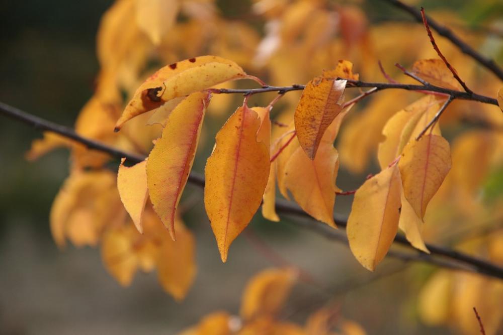 Autumn Leaves Golden Autumn Golden October Autumn Leaves Golden Autumn Golden October