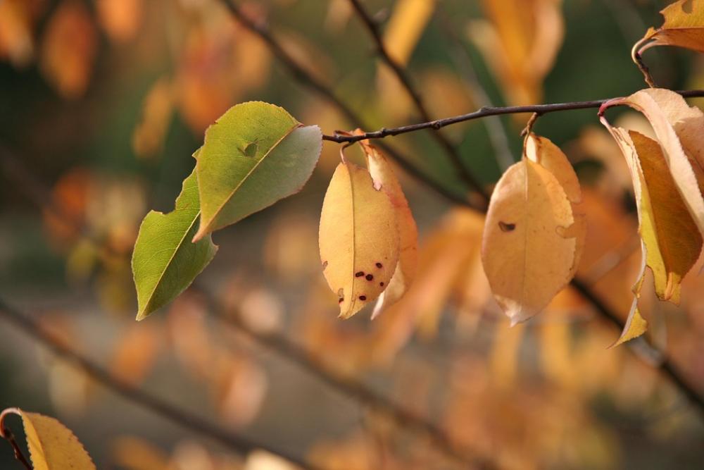 Autumn Leaves Golden Autumn Golden October Autumn Leaves Golden Autumn Golden October